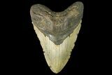 Huge, Fossil Megalodon Tooth - North Carolina #158229-2